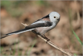 <p>MLYNAŘÍK DLOUHOOCASÝ (Aegithalos caudatus) Jiříkov</p>